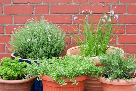 5 easy herbs to grow