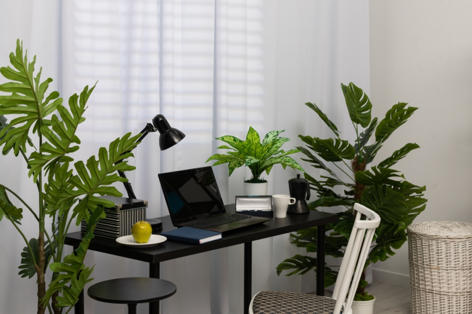 5 great indoor plants for the office