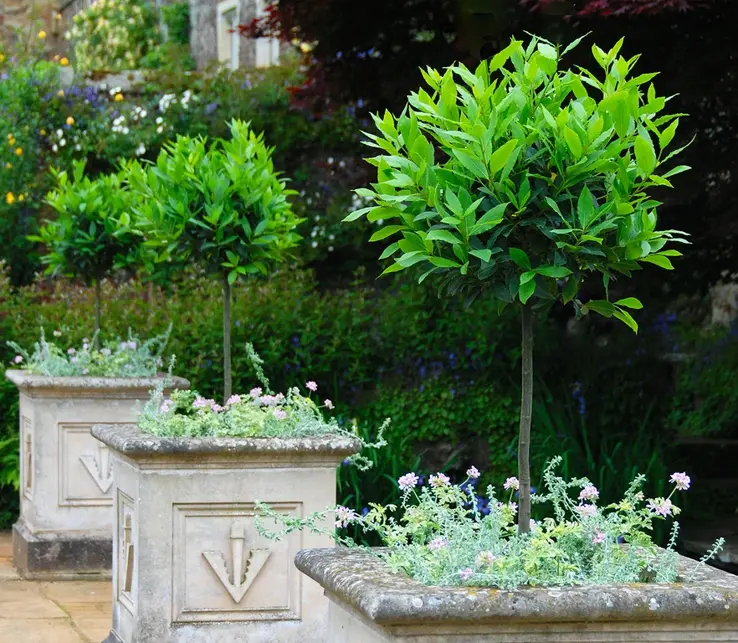 Bay Trees UK - All the Laurus Nobilis Varieties