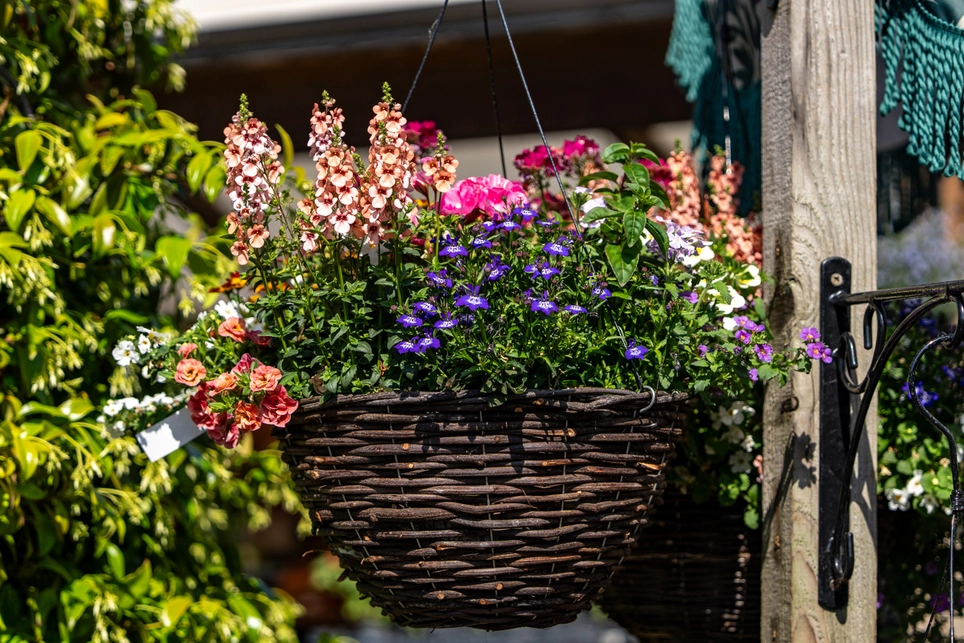 The London Garden in June