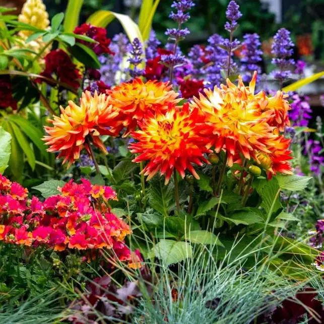 July Gardening Tips & Checklist