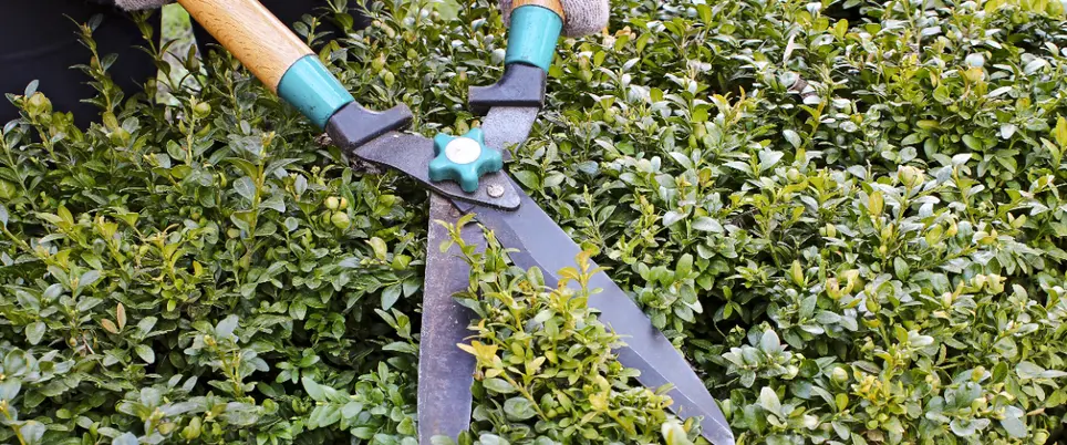 Best June Gardening Tips