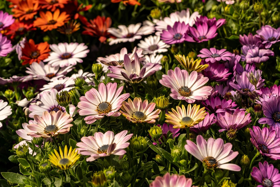 Best June Gardening Tips