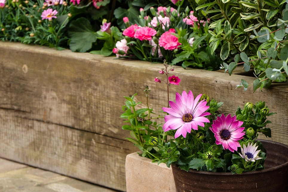 Bedding Plants Bundles at Boma Garden Centre