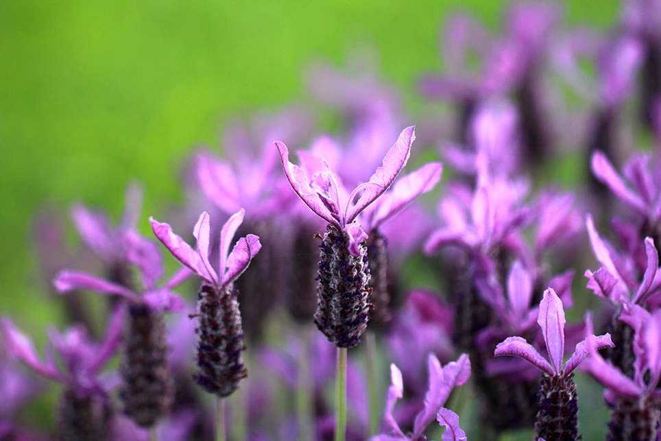 Lavender Perennials available at Boma Garden Centre