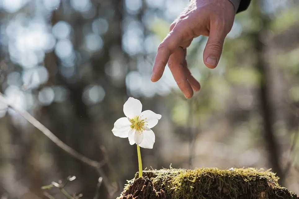 Christmas Rose – Where to buy Helleborus Winter's Passion