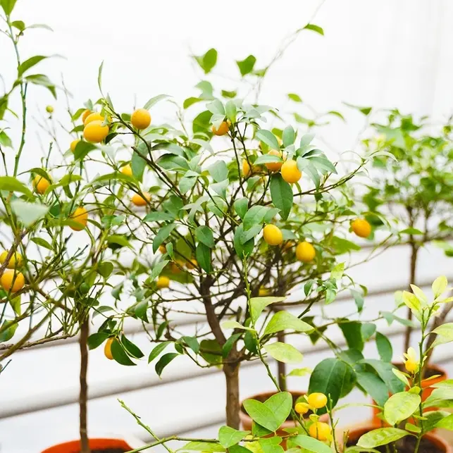 Citrus Houseplants
