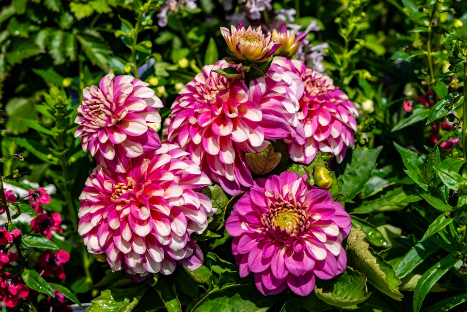 dahlia star plant