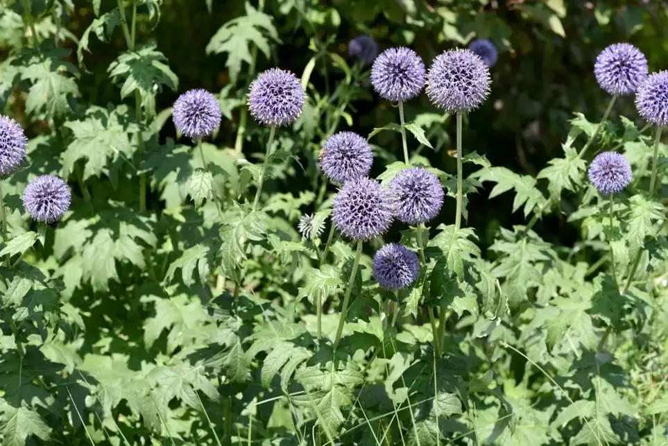 Drought-tolerants perennial plants