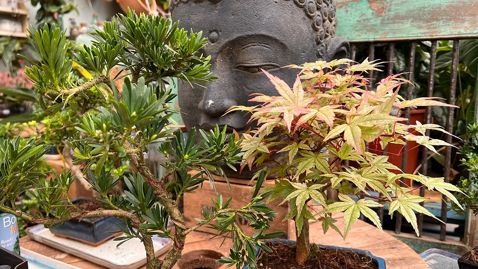 Embrace the Art of Bonsai: Unleash Your Inner Zen