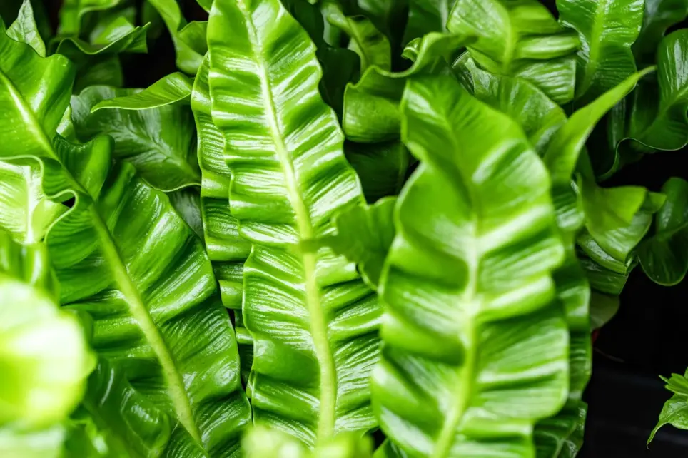 Ferns Are Having Their Victorian Renaissance Moment