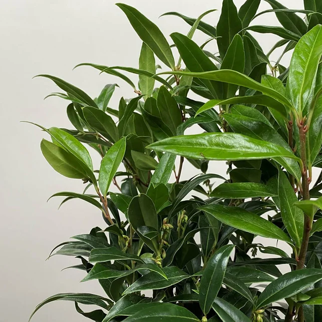 Fragrant Sarcococca Carries London’s Winter Streets