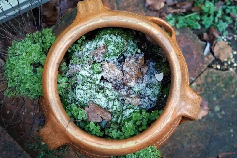 Gardening Tips For Winter: Top Advice & Best Plants For Winter Flowering