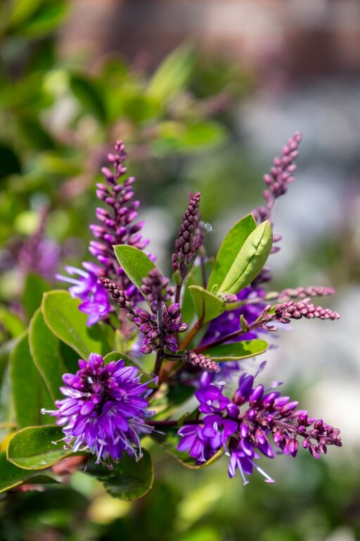 brumisateur plante Designer Pflanzensprher | Der Waterer Watered
