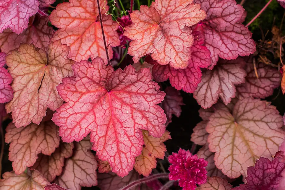 Heuchera are perfect for Autumn – How to display these beauties