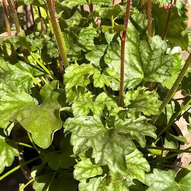 Heuchera in Winter