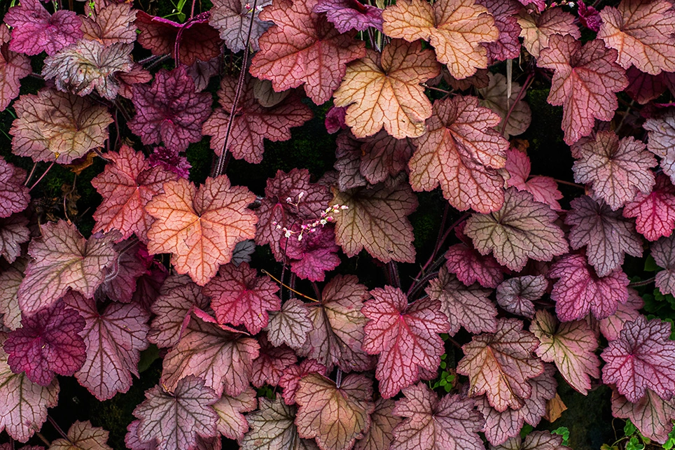 Heuchera’s Fiery Vibrance for Rich Autumn Colours
