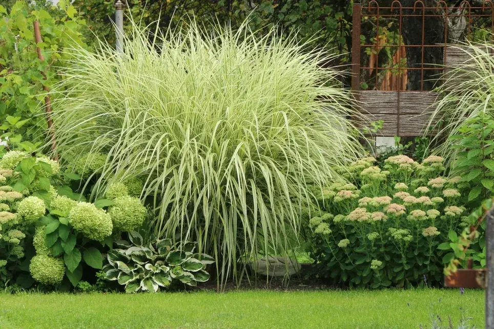 Gardening Tips September