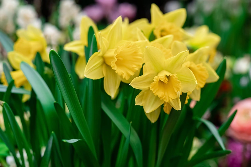 How long can daffodils last? 150 days of bloom.