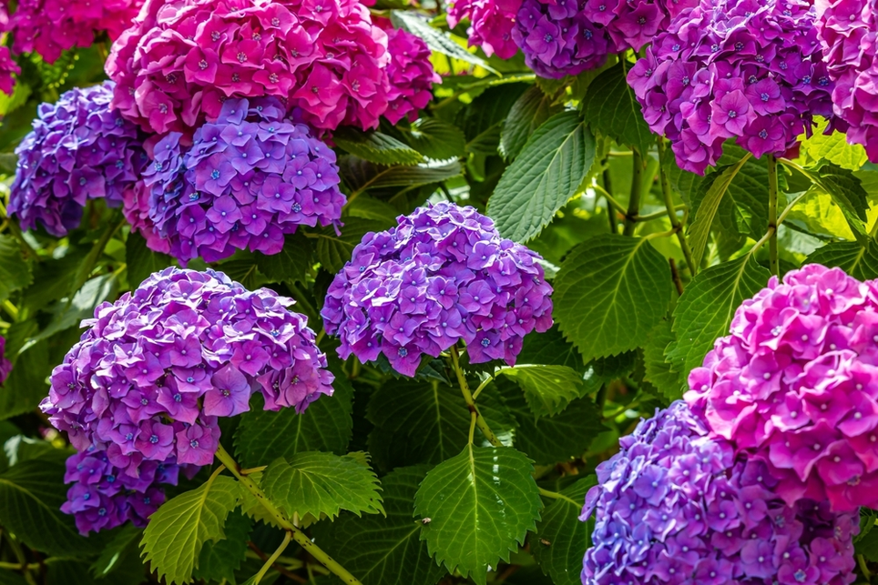 How to prune hydrangeas