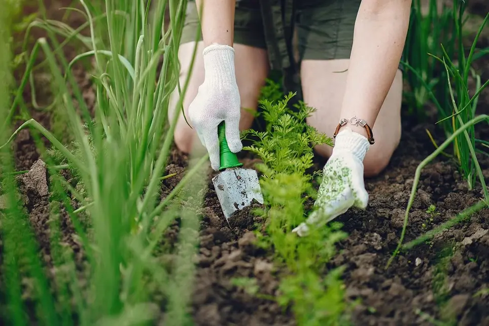 How to Sow Seeds – Grow seeds for Garden Vegetables Annuals and Perennials