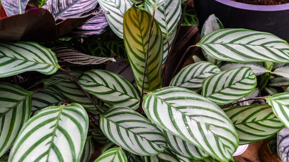 Let Calathea Colour and Rythmic Dance Grace the Home