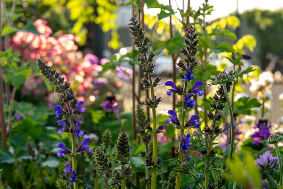 Best May London Gardening Tips & Plants