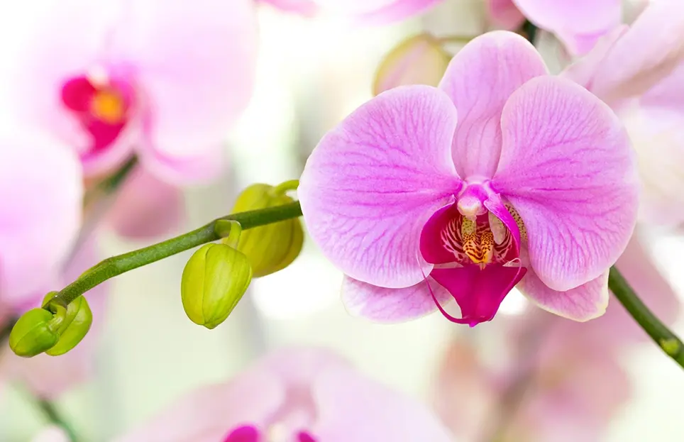 Orchids– How easy care are they?