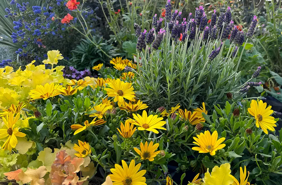 Plant Combinations, the Secret to a Brilliant Spring Display