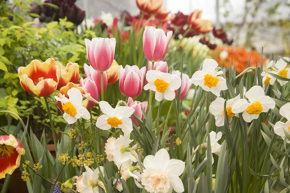 Flower bulbs, buy uk flower bulbs, spring garden, tulips, daffodils, muscari, alliums, crocus