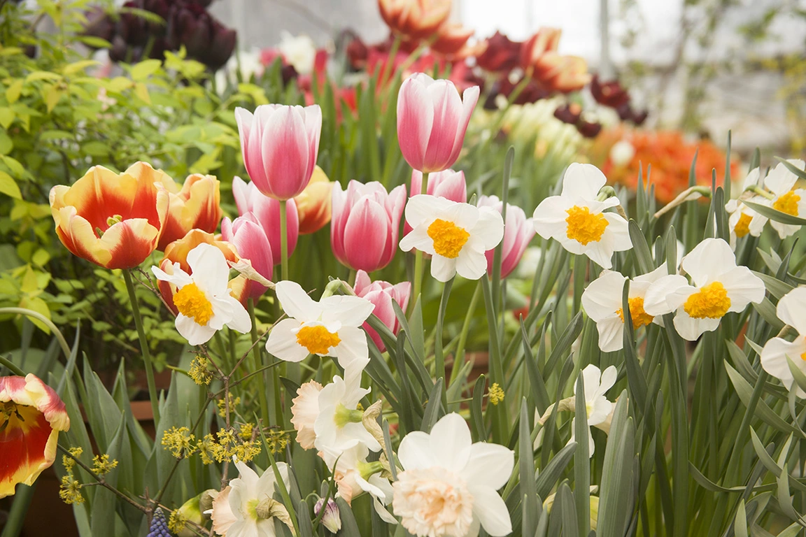 Ultimate Guide to Planting Spring Bulbs in the UK