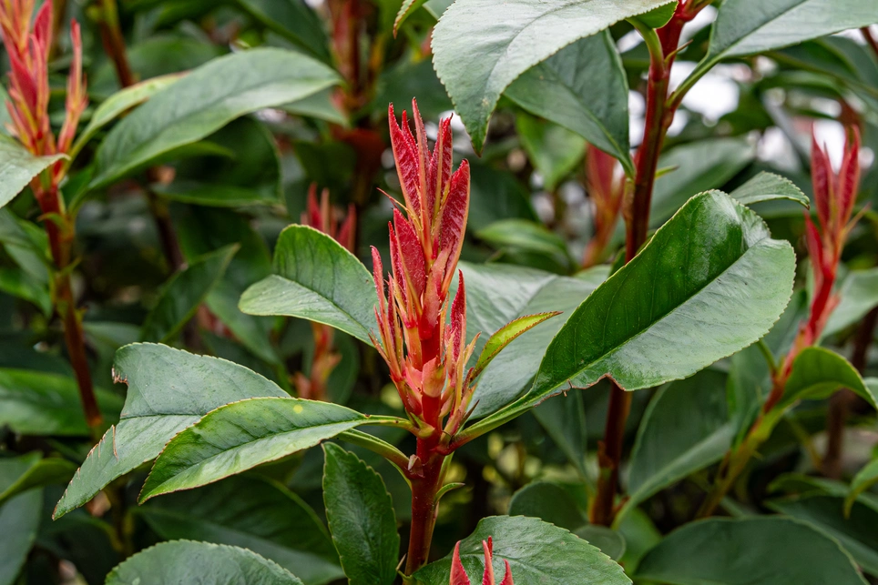 Most Common Plants in London