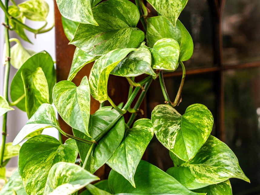 Pothos