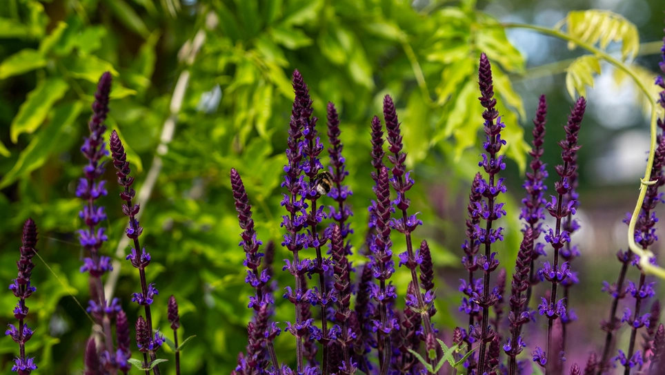Salvia is Revered as Summer's Most Evocative Perennial
