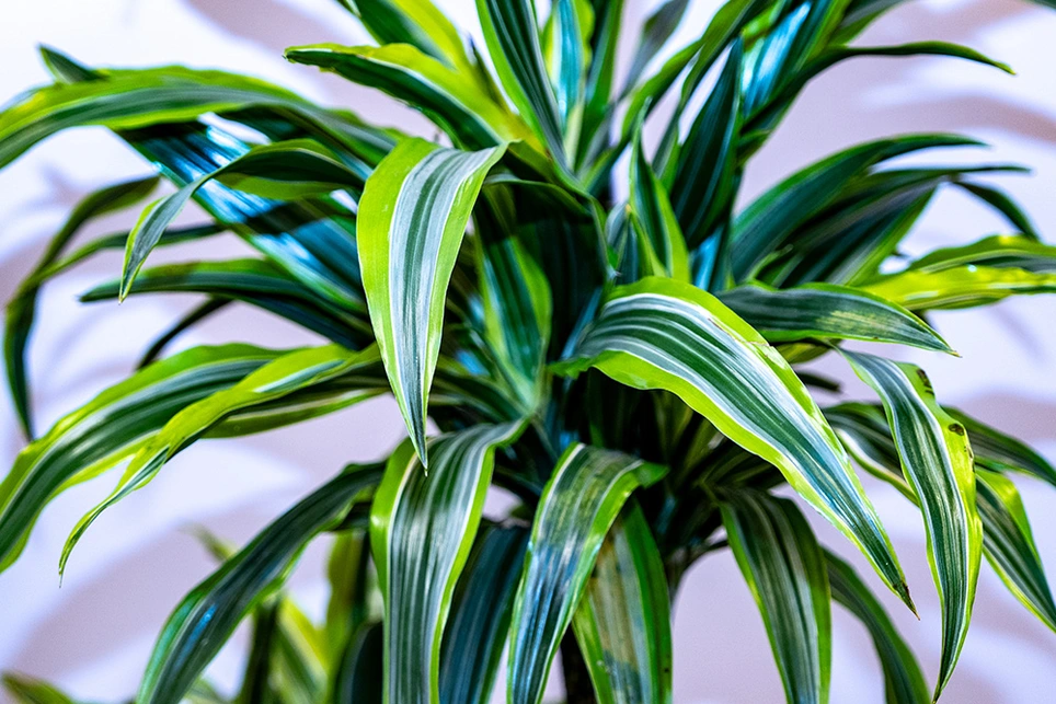 Serene Dracaena Plant is a True Winter Friend