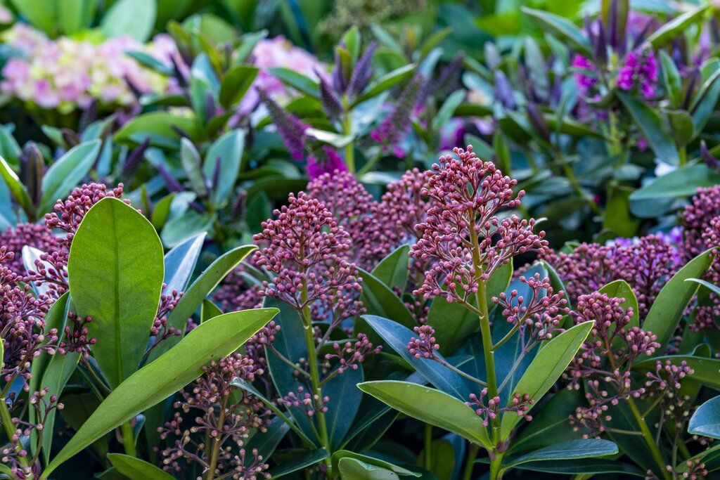 Skimmia's Stunning Beauty from Autumn to Spring - The Boma Garden Centre