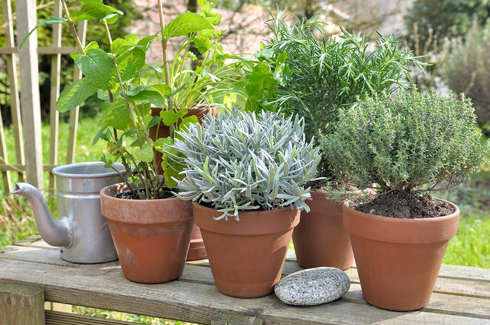 Spice Up Your Life with Boma's Herb Plant Starter Collection