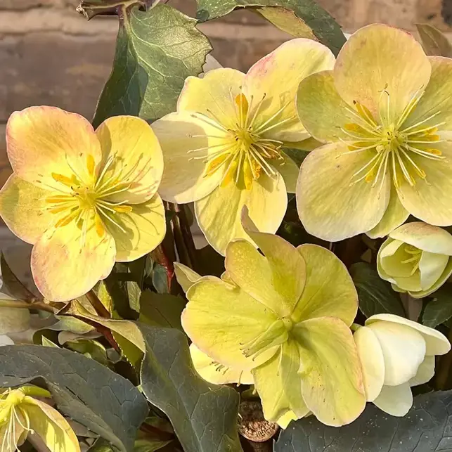 The Art of Hellebore in Winter