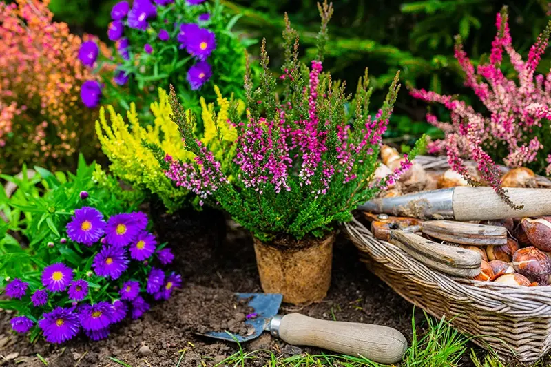 The best autumn & winter flowering bedding plants