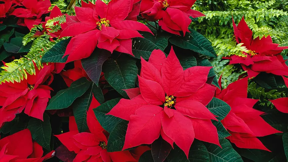 The Best Christmas Plants – The UK’s Favourite Holiday Flowers