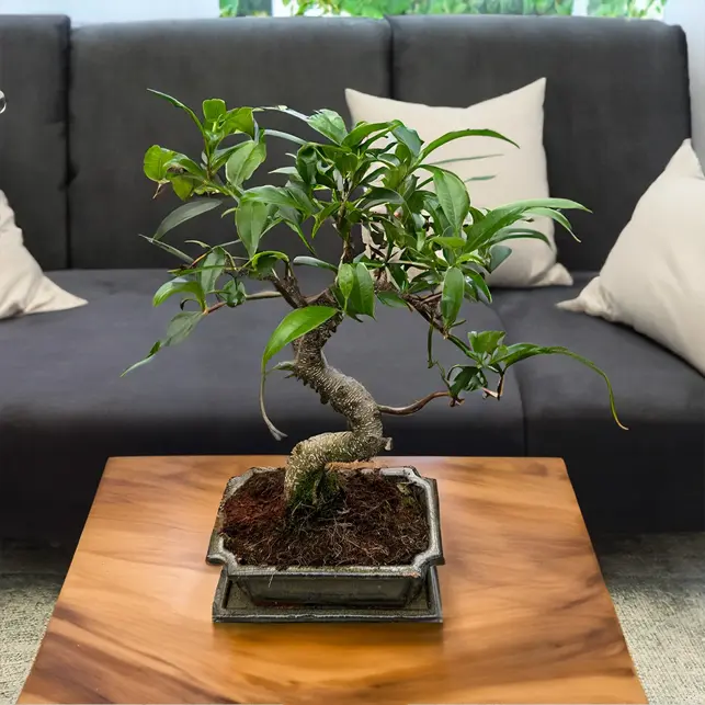 The City’s Savvy Bonsai culture