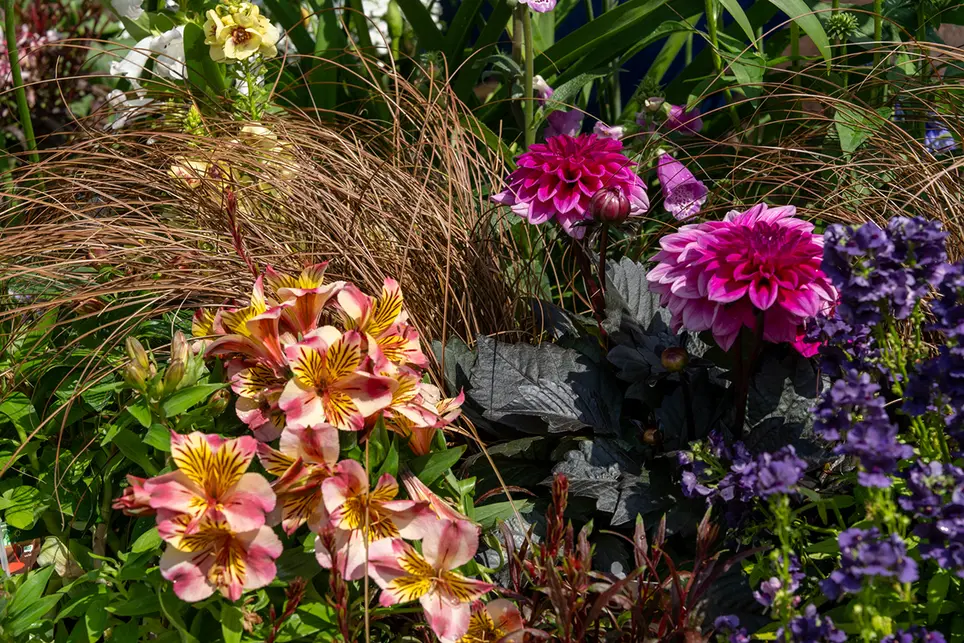 The London Garden in July