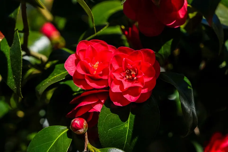 Splendour of Camellia in Late Winter