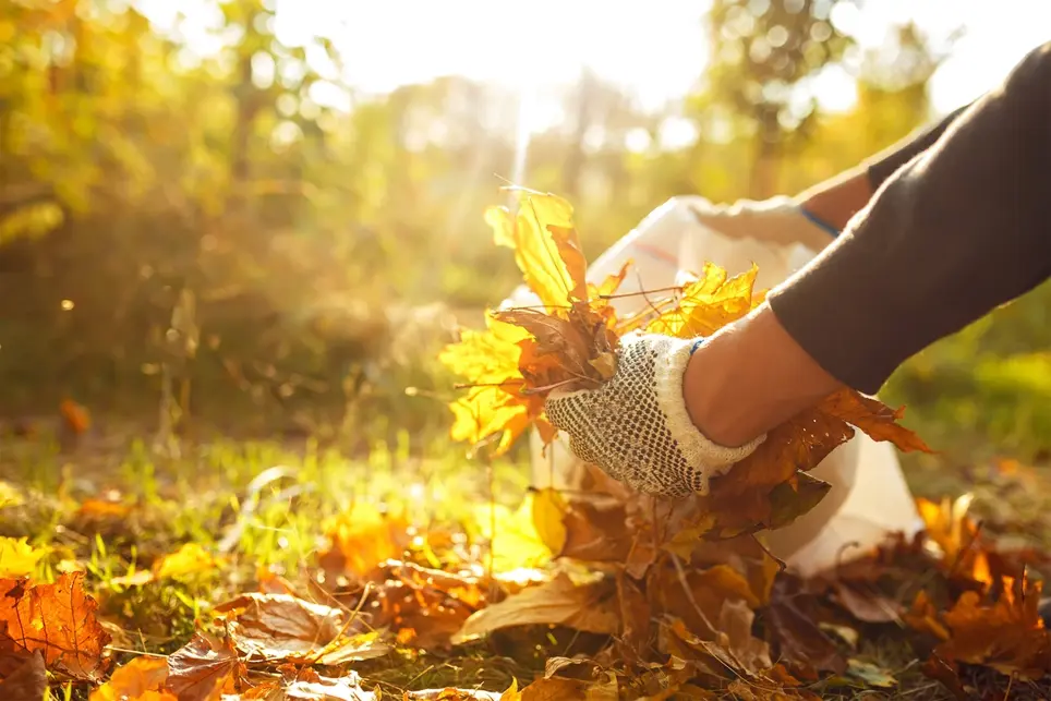 Top 10 Gardening Tips for November