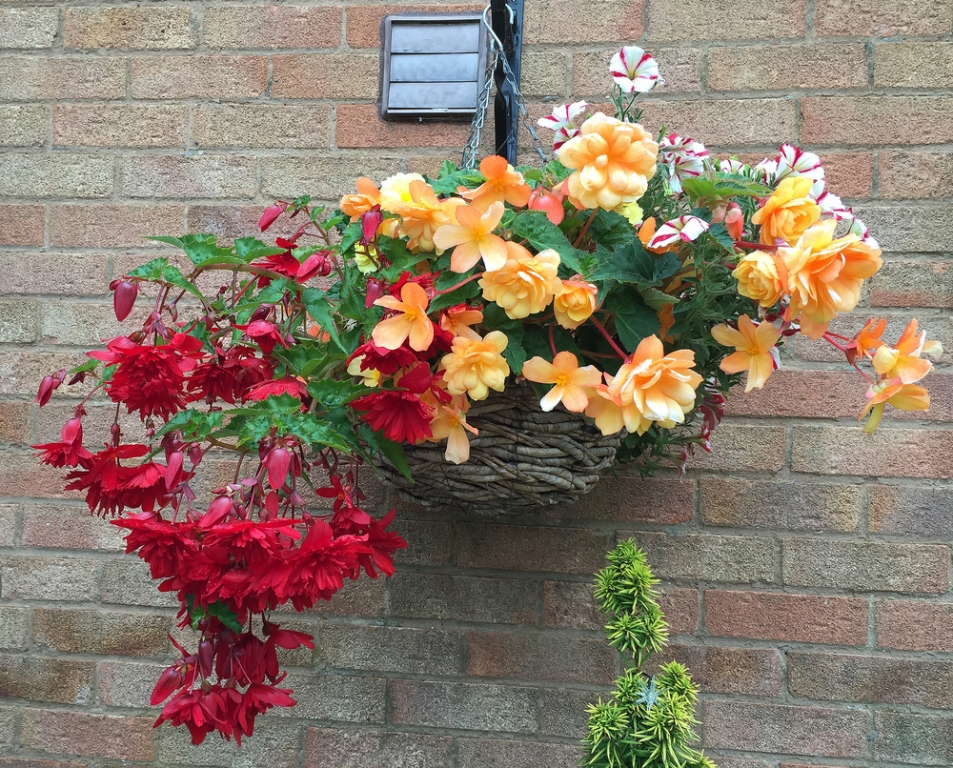 Top 5 Plants For Hanging Baskets The Boma Garden Centre - What To Plant In Wall Baskets