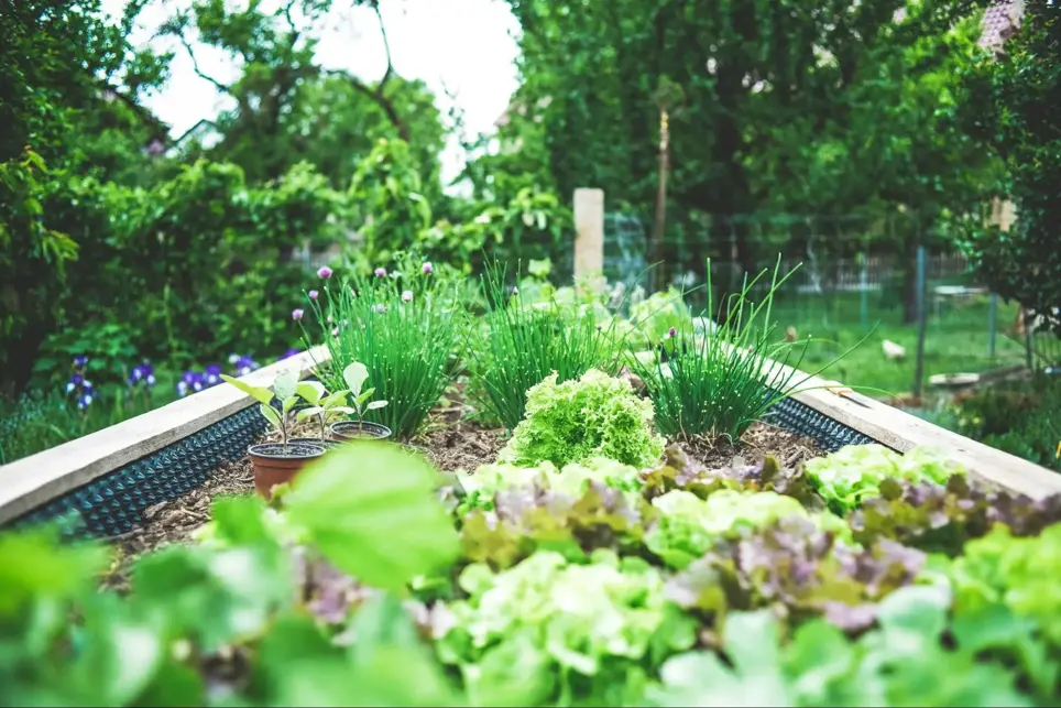 Best Urban Garden Planting Layout Considerations