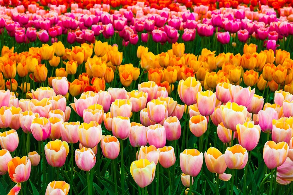Tulipop Color Tulip colours - Explore tulip bulb varieties