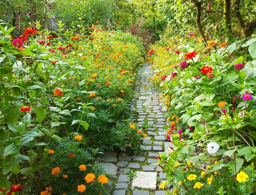 Wild Flowers for a Cottage Garden - Which Bulbs and Seeds?