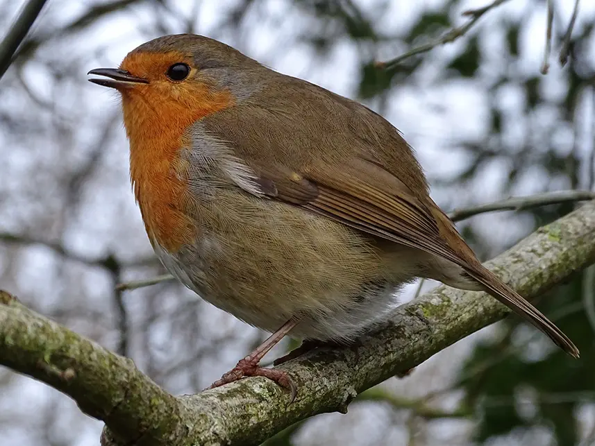 Winter Care for UK's Wild Birds: A Gardener's Guide