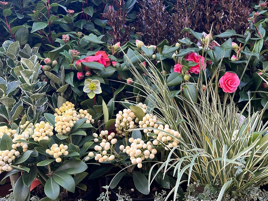 Winter Plants that Transform Your Outdoor Space